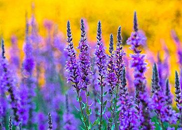 格斗游戏锦标赛EVO 2022阵容揭晓 《拳皇15》等新游在内